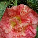 Alcea rosea forme double rose